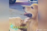 娱乐吃瓜酱抚慰犬